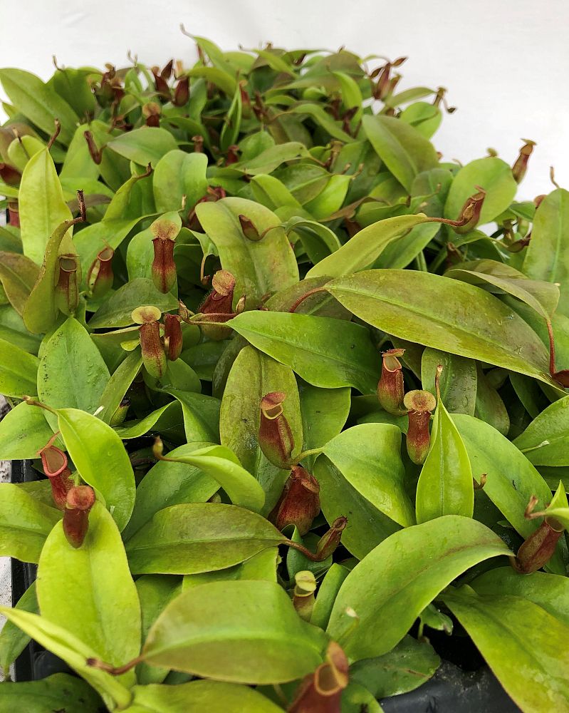 nepenthes-pitcher-plant