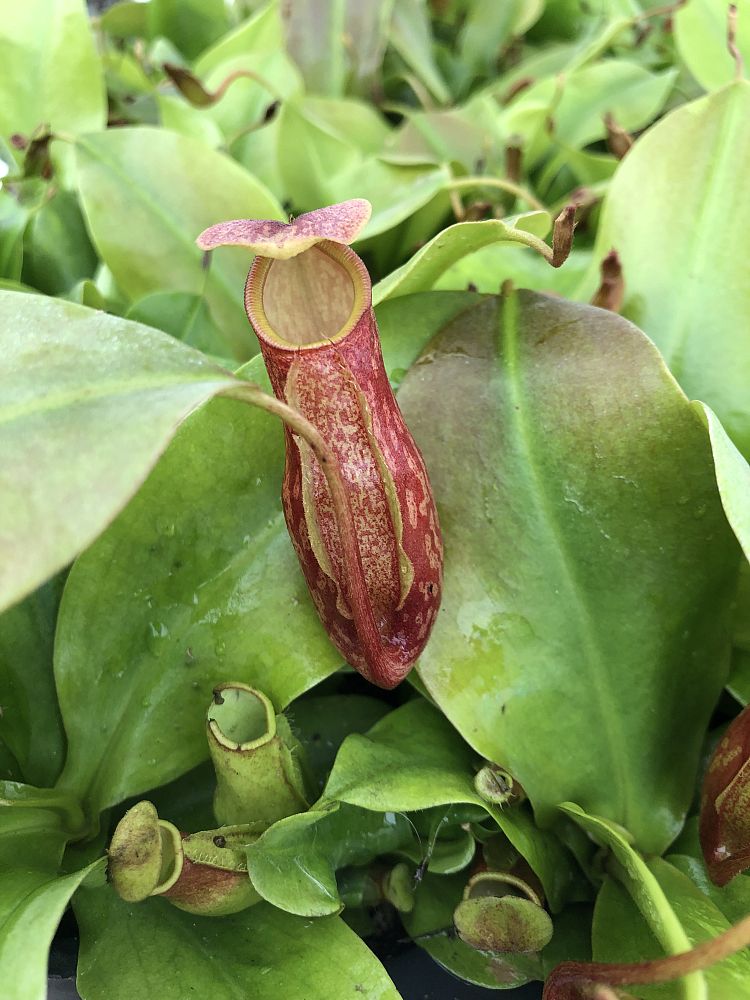 nepenthes-pitcher-plant