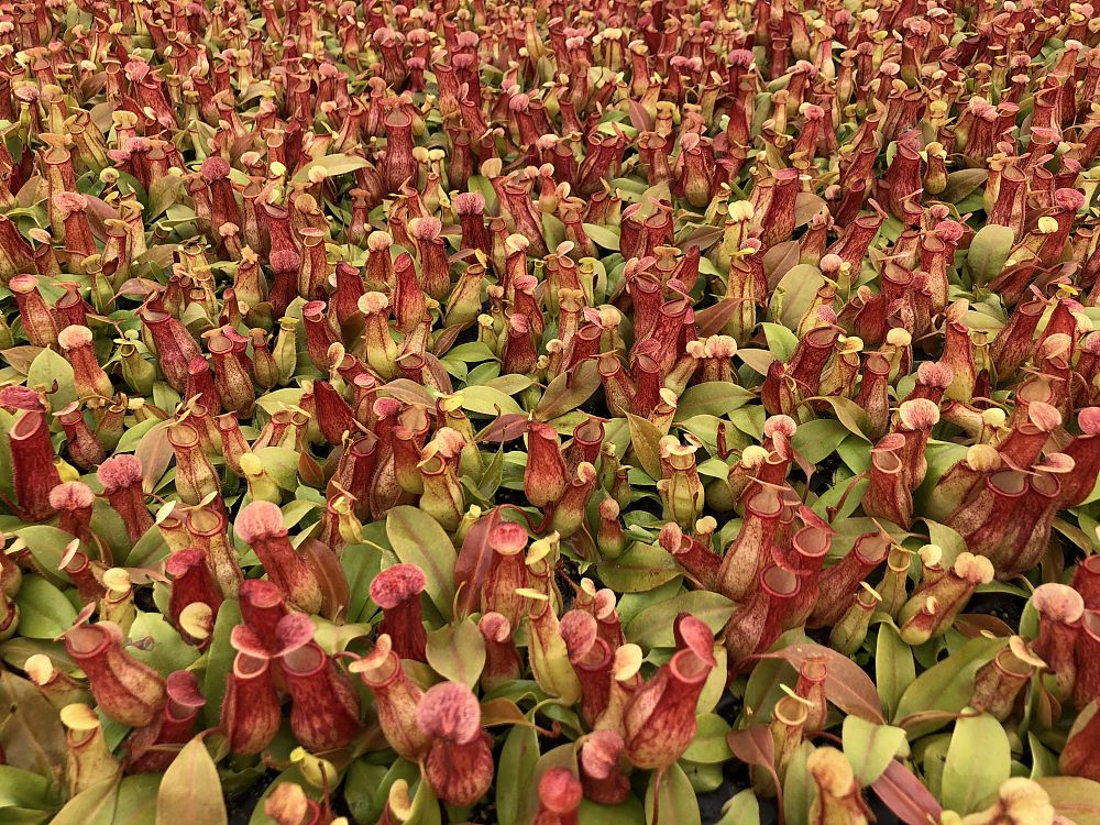 nepenthes-pitcher-plant