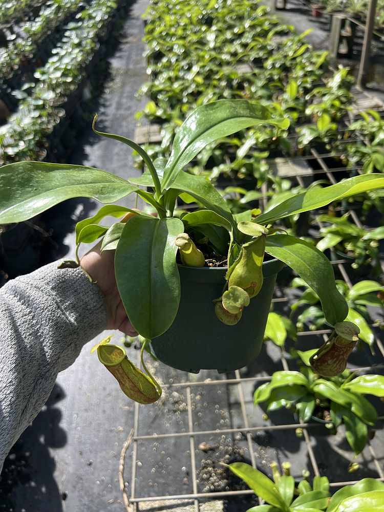 nepenthes-st-gaya-pitcher-plant
