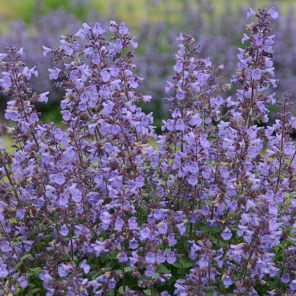 nepeta-faassenii-kitten-around-catmint-faassen-s-catnip