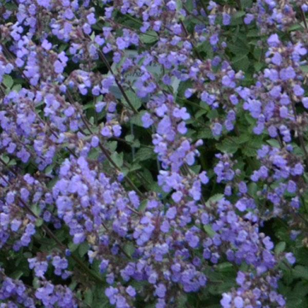 nepeta-faassenii-purrsian-blue-catmint-faassen-s-catnip