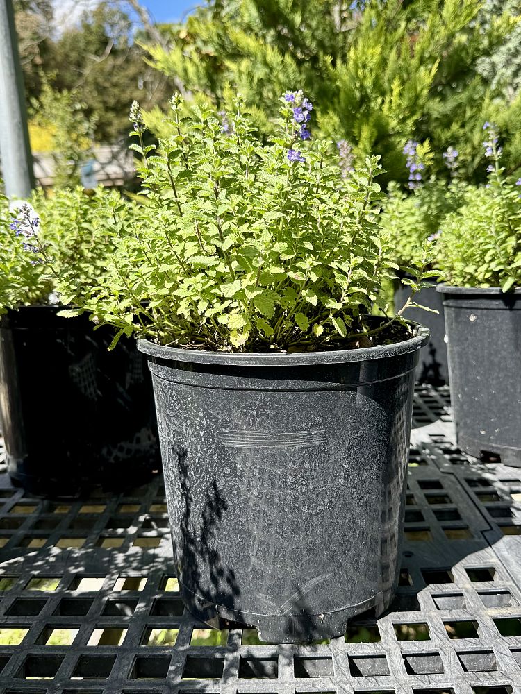 nepeta-faassenii-purrsian-blue-catmint-faassen-s-catnip