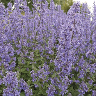 nepeta-grandiflora-summer-magic