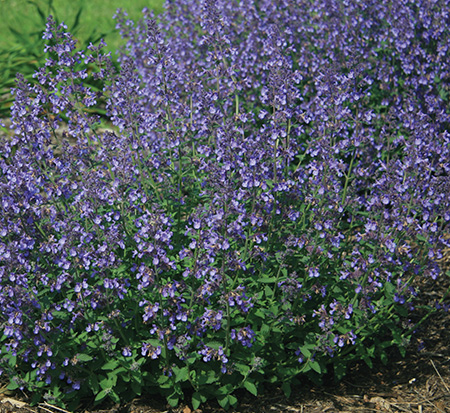 nepeta-x-faassenii-junior-walker-ornamental-catmint-faassen-s-catmint