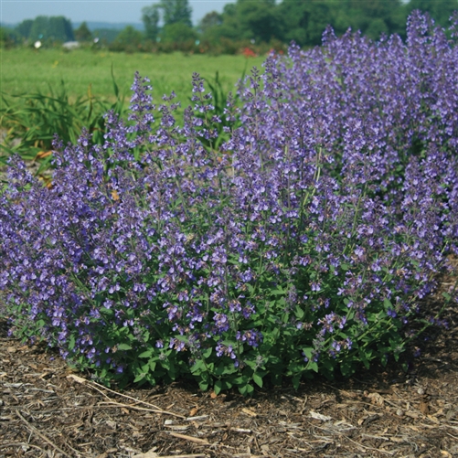 nepeta-x-faassenii-junior-walker-ornamental-catmint-faassen-s-catmint