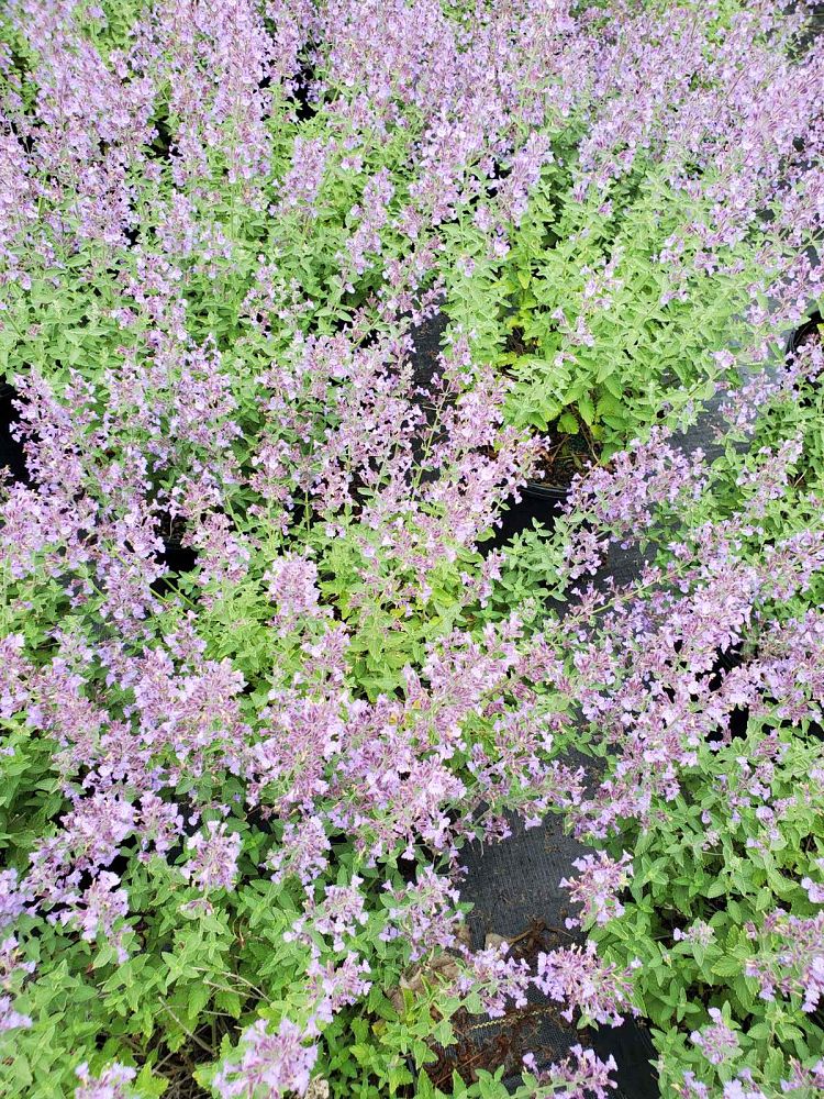 nepeta-x-faassenii-junior-walker-ornamental-catmint-faassen-s-catmint