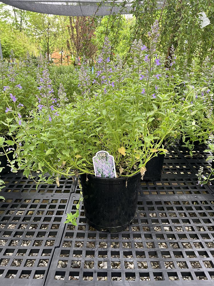 nepeta-x-faassenii-junior-walker-ornamental-catmint-faassen-s-catmint