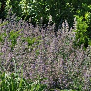 nepeta-x-faassenii-walker-s-low-ornamental-catmint-faassen-s-catmint-nepeta-racemosa-walker-s-low