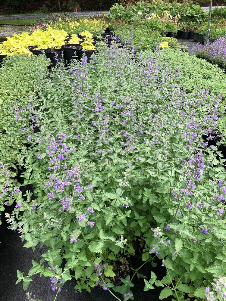 nepeta-x-faassenii-walker-s-low-ornamental-catmint-faassen-s-catmint-nepeta-racemosa-walker-s-low