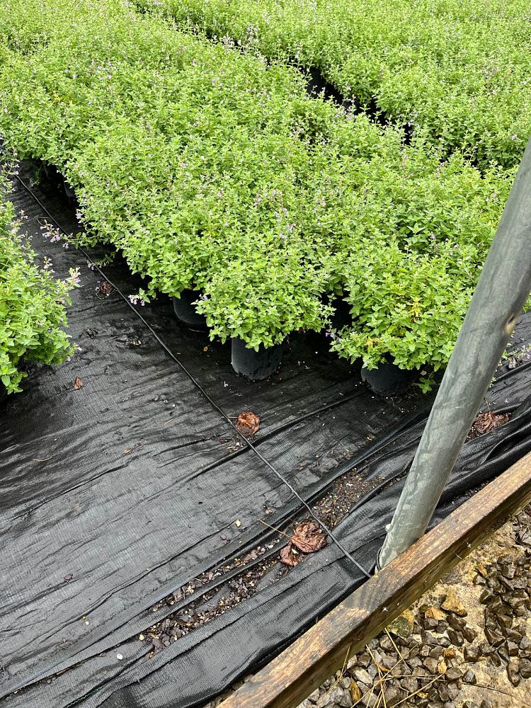 nepeta-x-faassenii-walker-s-low-ornamental-catmint-faassen-s-catmint-nepeta-racemosa-walker-s-low