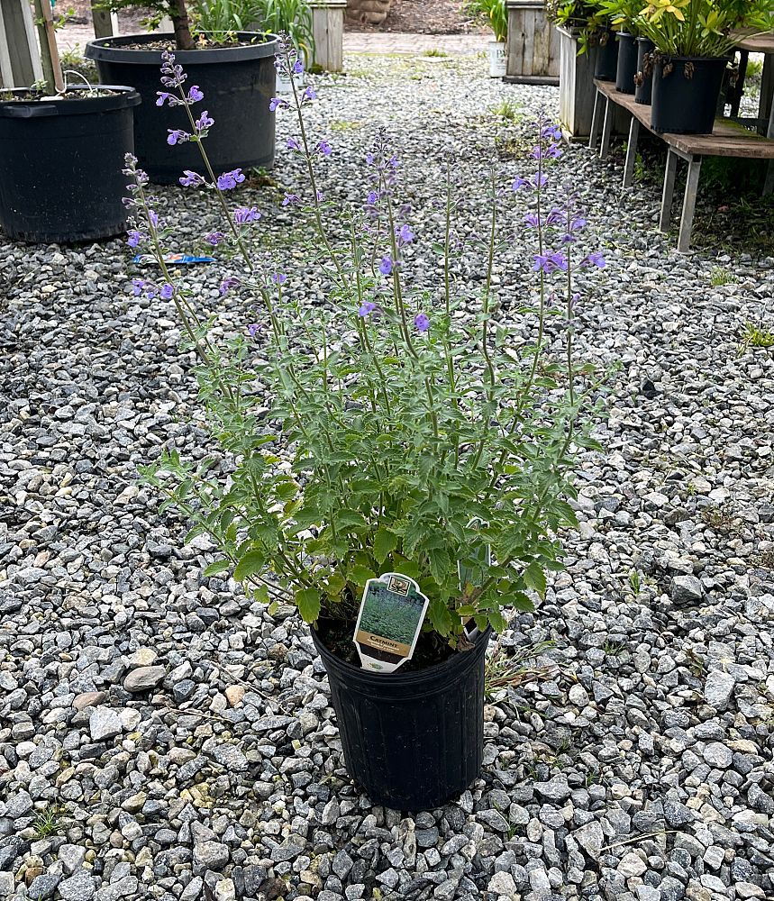 nepeta-x-faassenii-walker-s-low-ornamental-catmint-faassen-s-catmint-nepeta-racemosa-walker-s-low