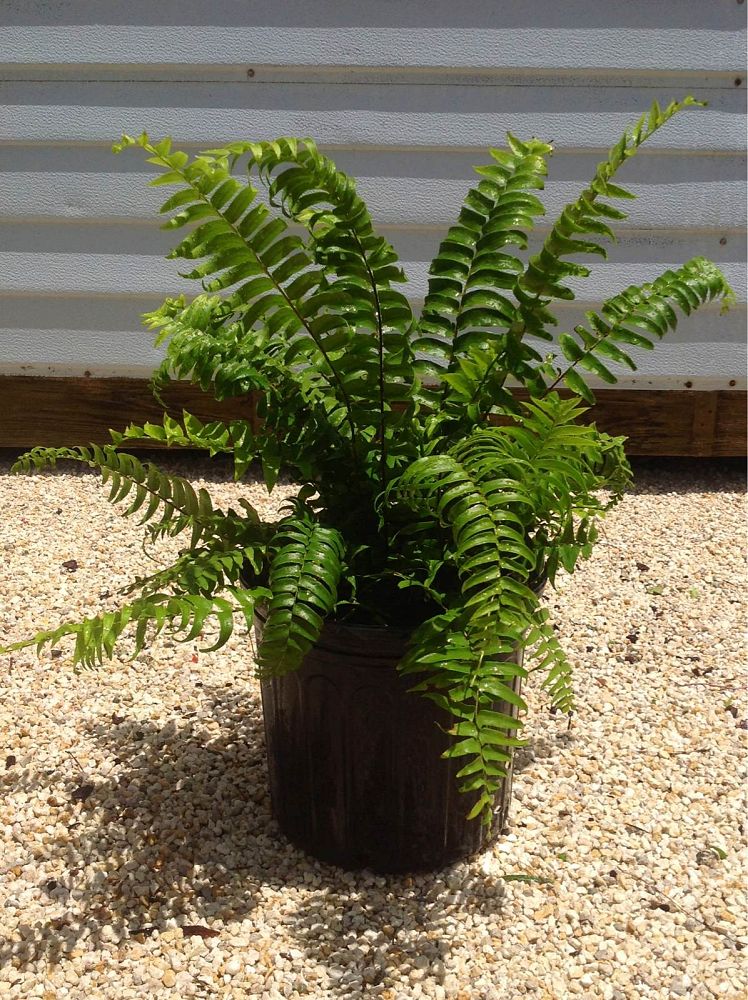 nephrolepis-biserrata-macho-giant-sword-fern-macho-fern