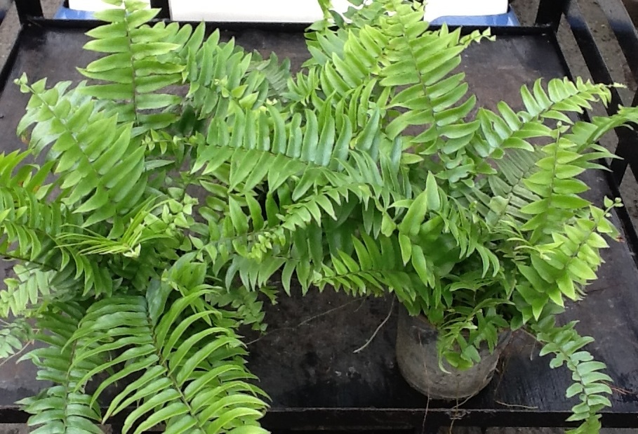 nephrolepis-biserrata-macho-giant-sword-fern-macho-fern
