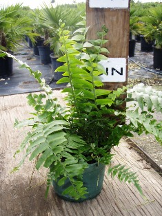 nephrolepis-biserrata-macho-giant-sword-fern-macho-fern
