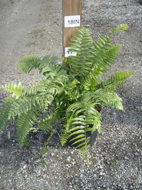 nephrolepis-biserrata-macho-giant-sword-fern-macho-fern