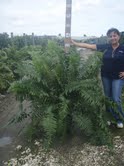 nephrolepis-biserrata-macho-giant-sword-fern-macho-fern