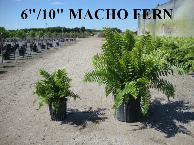 nephrolepis-biserrata-macho-giant-sword-fern-macho-fern