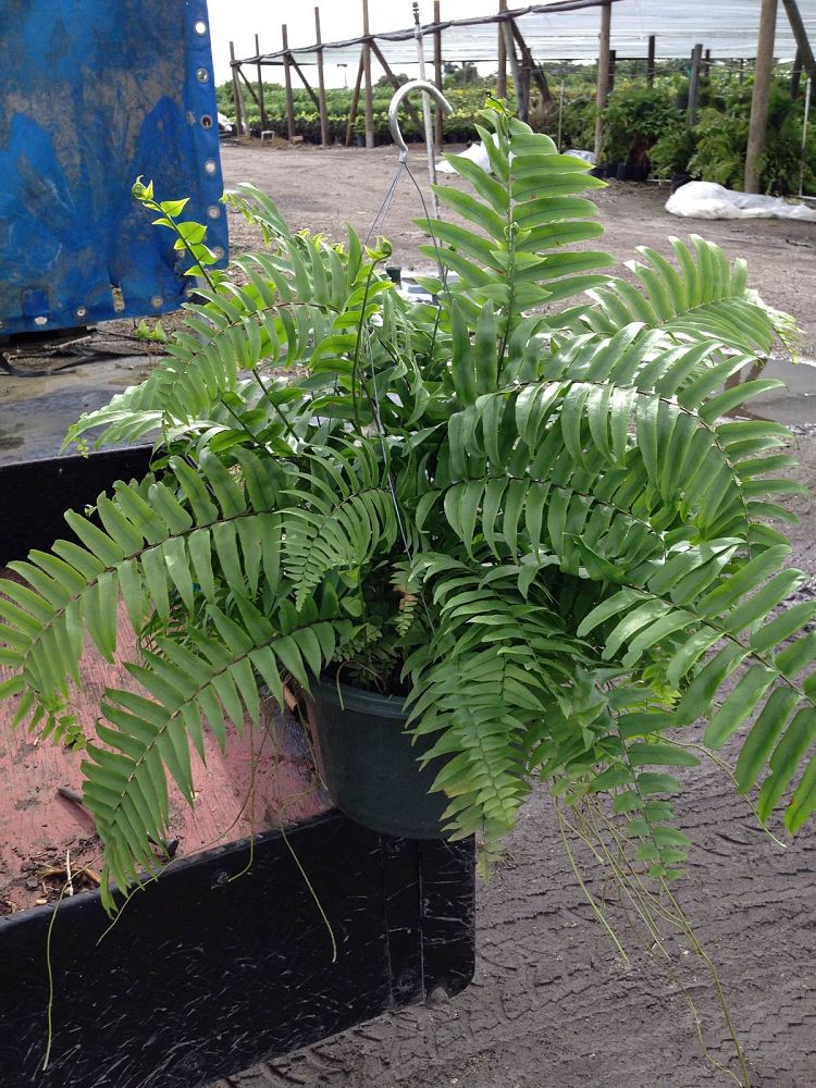 nephrolepis-biserrata-macho-giant-sword-fern-macho-fern