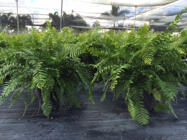 nephrolepis-biserrata-macho-giant-sword-fern-macho-fern