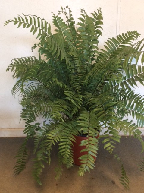 nephrolepis-biserrata-macho-giant-sword-fern-macho-fern