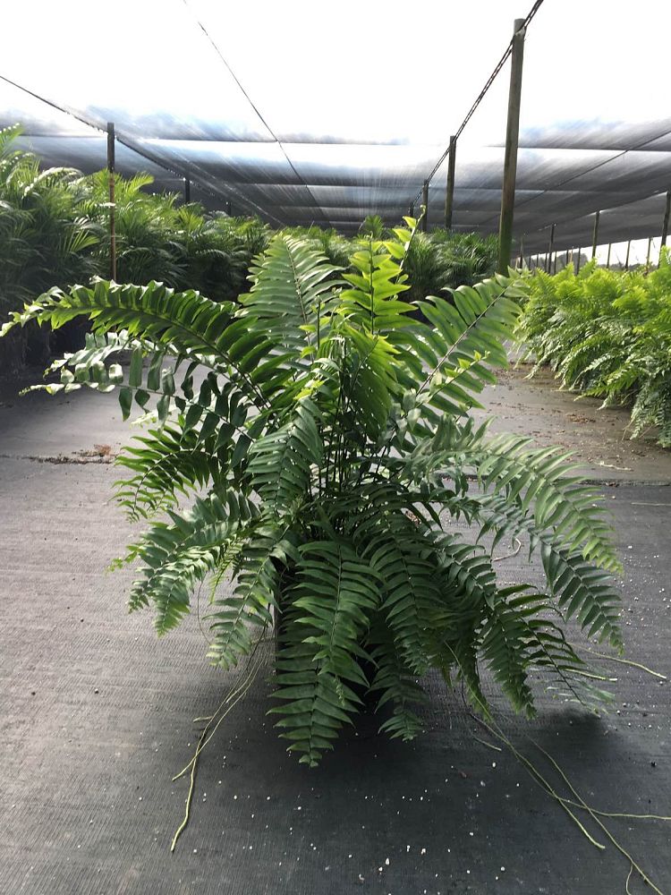 nephrolepis-biserrata-macho-giant-sword-fern-macho-fern