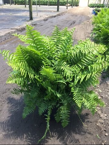 nephrolepis-biserrata-macho-giant-sword-fern-macho-fern
