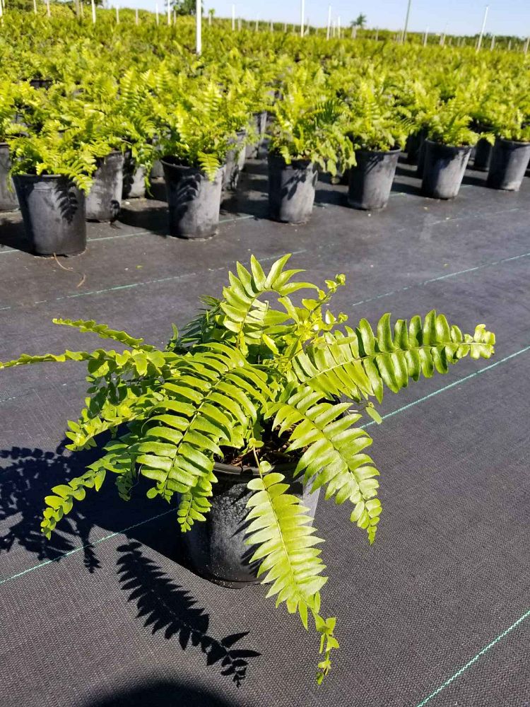 nephrolepis-biserrata-macho-giant-sword-fern-macho-fern