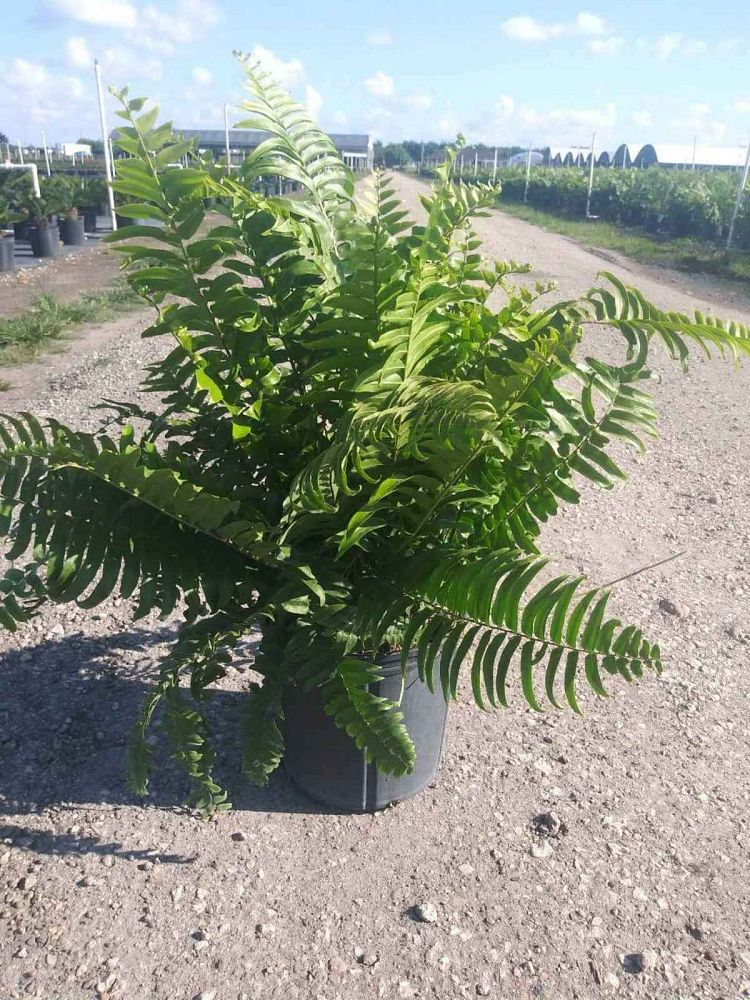 nephrolepis-biserrata-macho-giant-sword-fern-macho-fern