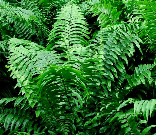 nephrolepis-biserrata-macho-giant-sword-fern-macho-fern