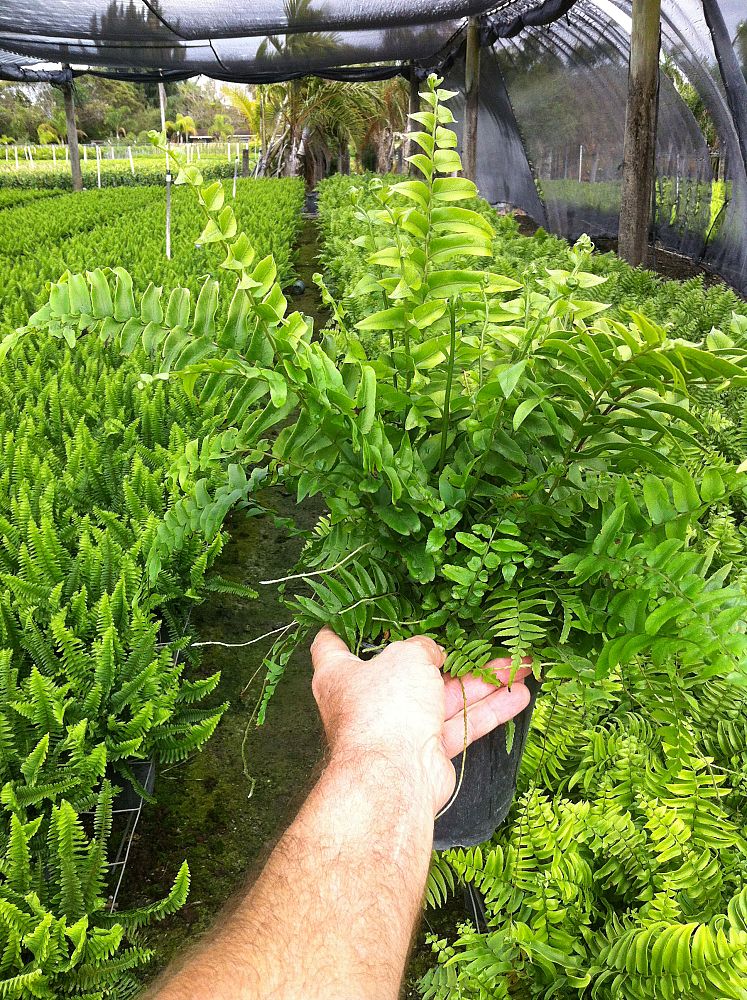 nephrolepis-biserrata-macho-giant-sword-fern-macho-fern