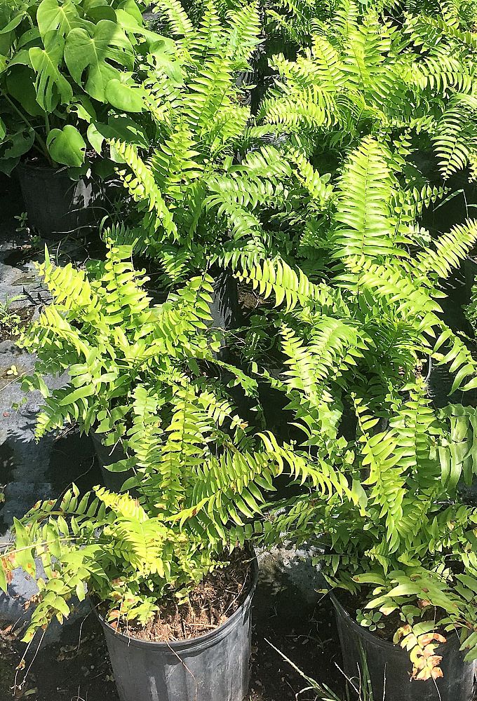 nephrolepis-biserrata-macho-giant-sword-fern-macho-fern