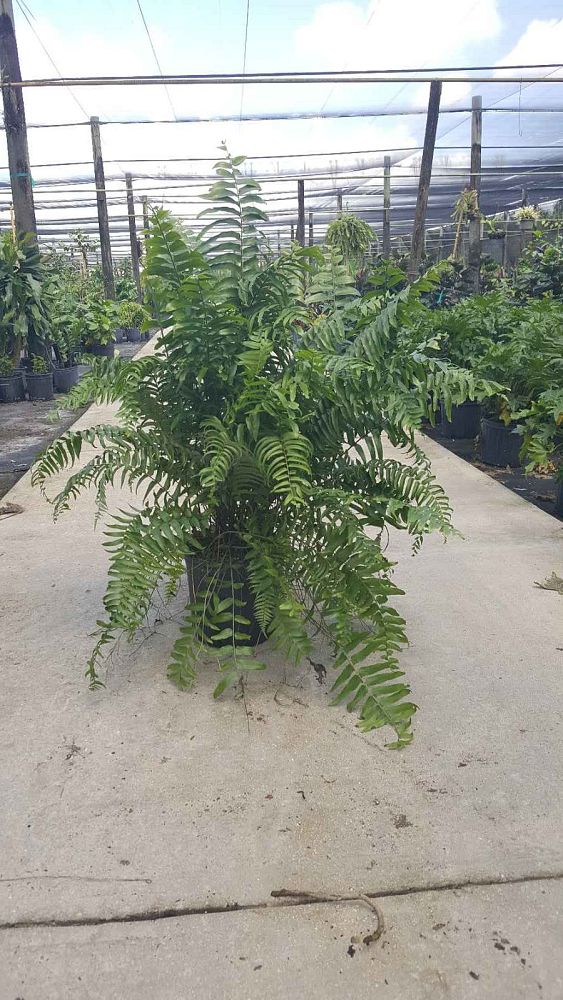nephrolepis-biserrata-macho-giant-sword-fern-macho-fern
