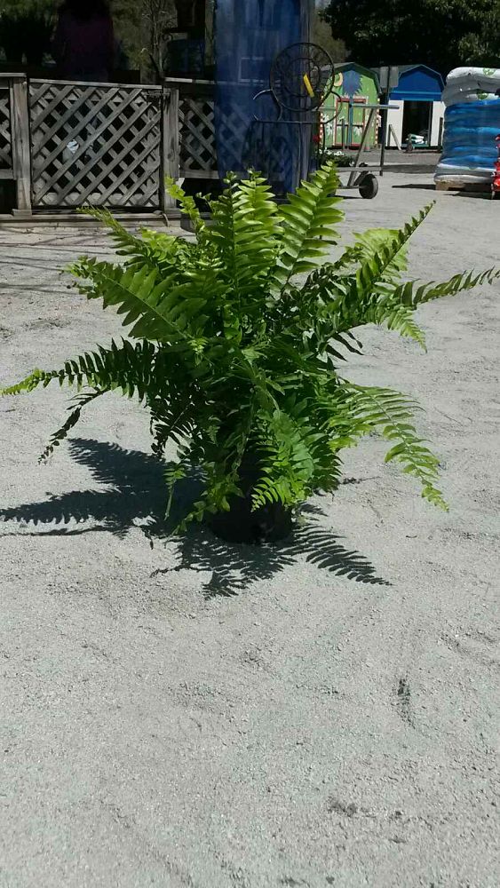 nephrolepis-biserrata-macho-giant-sword-fern-macho-fern
