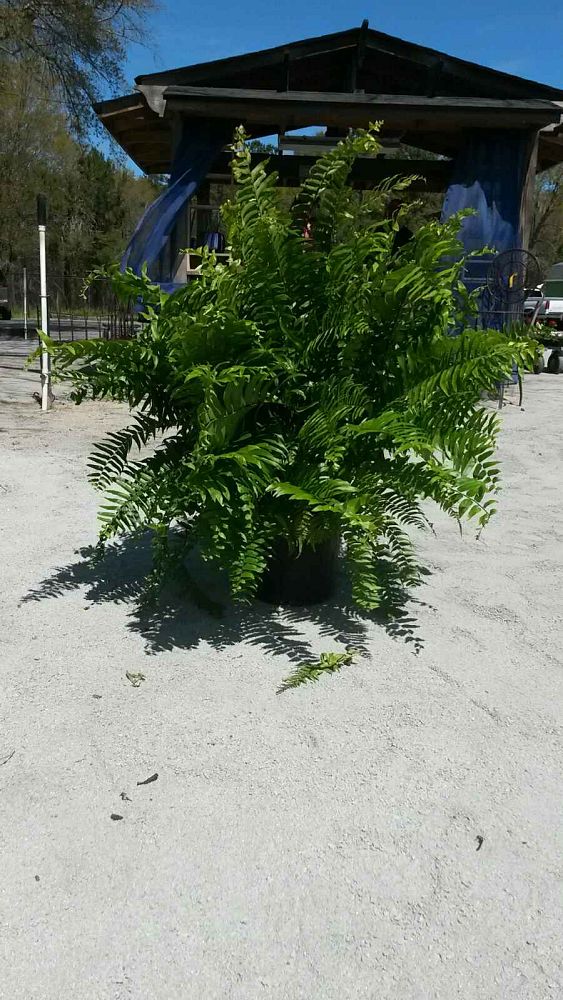 nephrolepis-biserrata-macho-giant-sword-fern-macho-fern