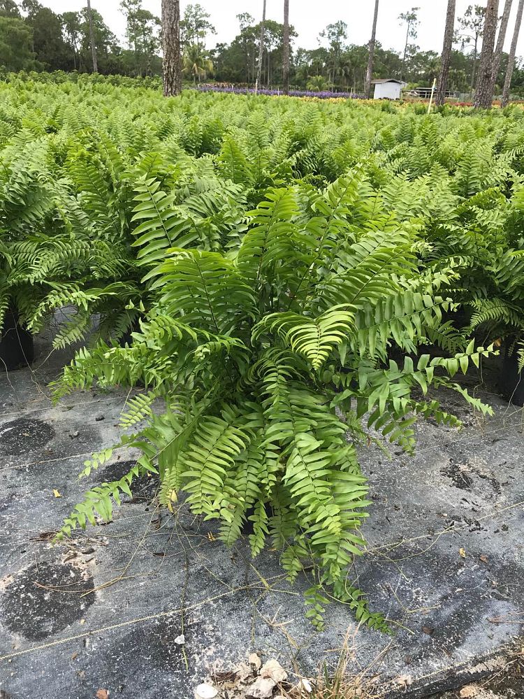 nephrolepis-biserrata-macho-giant-sword-fern-macho-fern