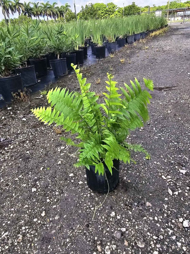 nephrolepis-biserrata-macho-giant-sword-fern-macho-fern