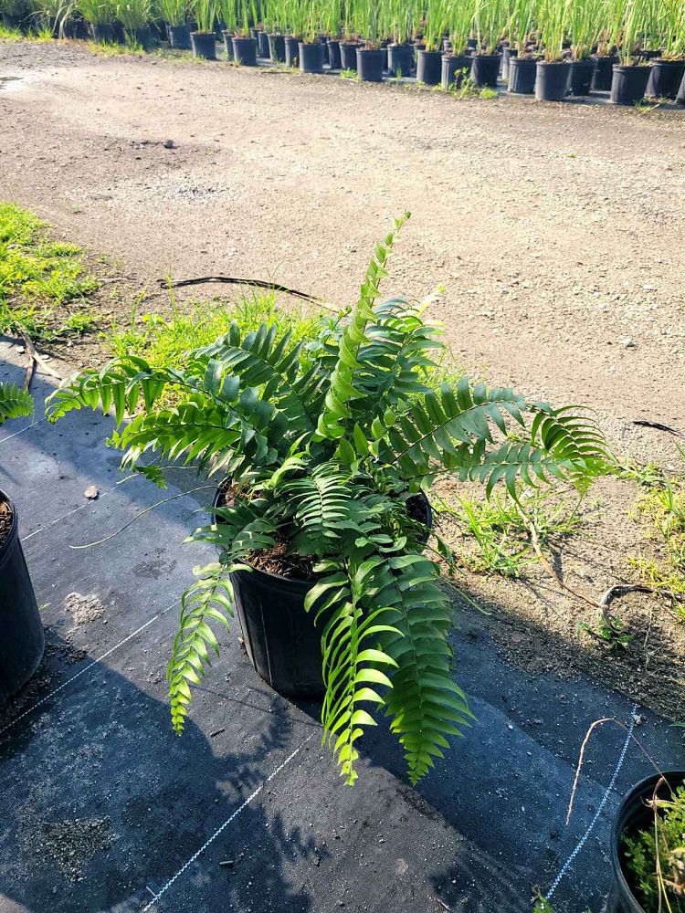 nephrolepis-biserrata-macho-giant-sword-fern-macho-fern