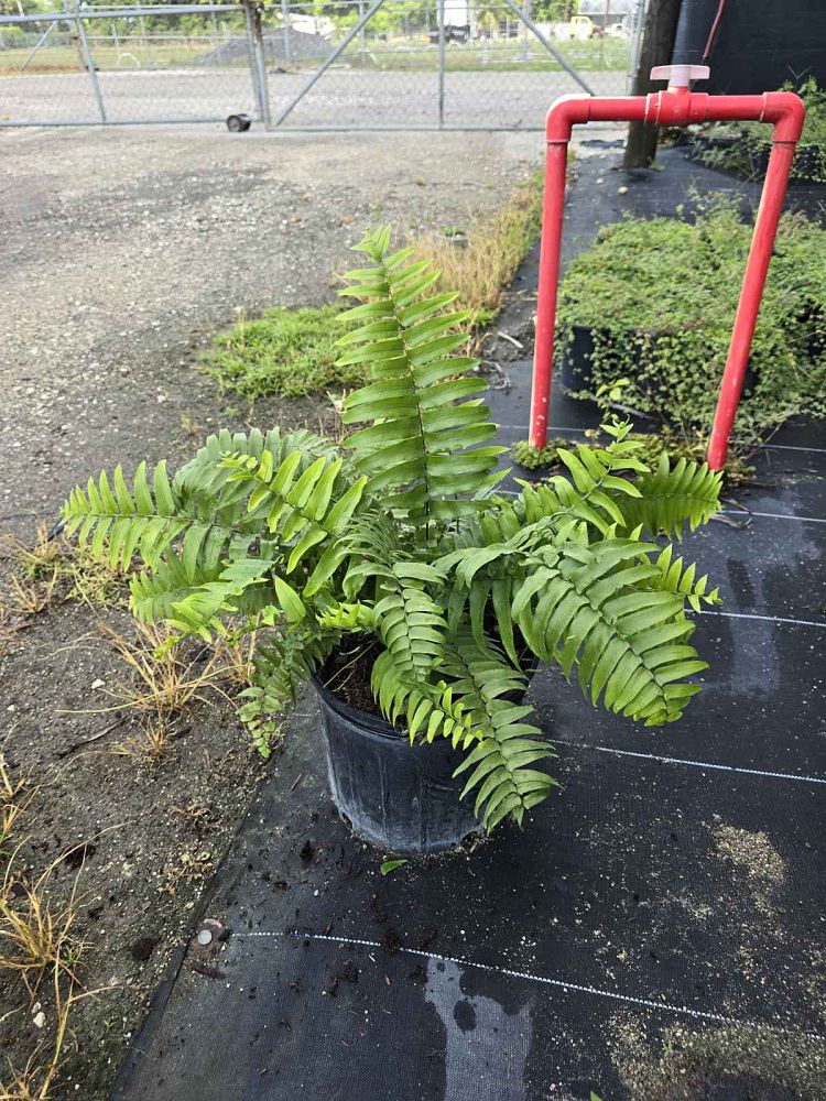 nephrolepis-biserrata-macho-giant-sword-fern-macho-fern