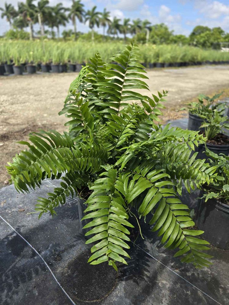 nephrolepis-biserrata-macho-giant-sword-fern-macho-fern