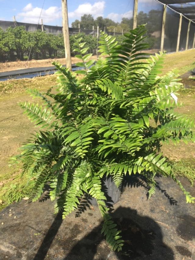 nephrolepis-biserrata-macho-giant-sword-fern-macho-fern