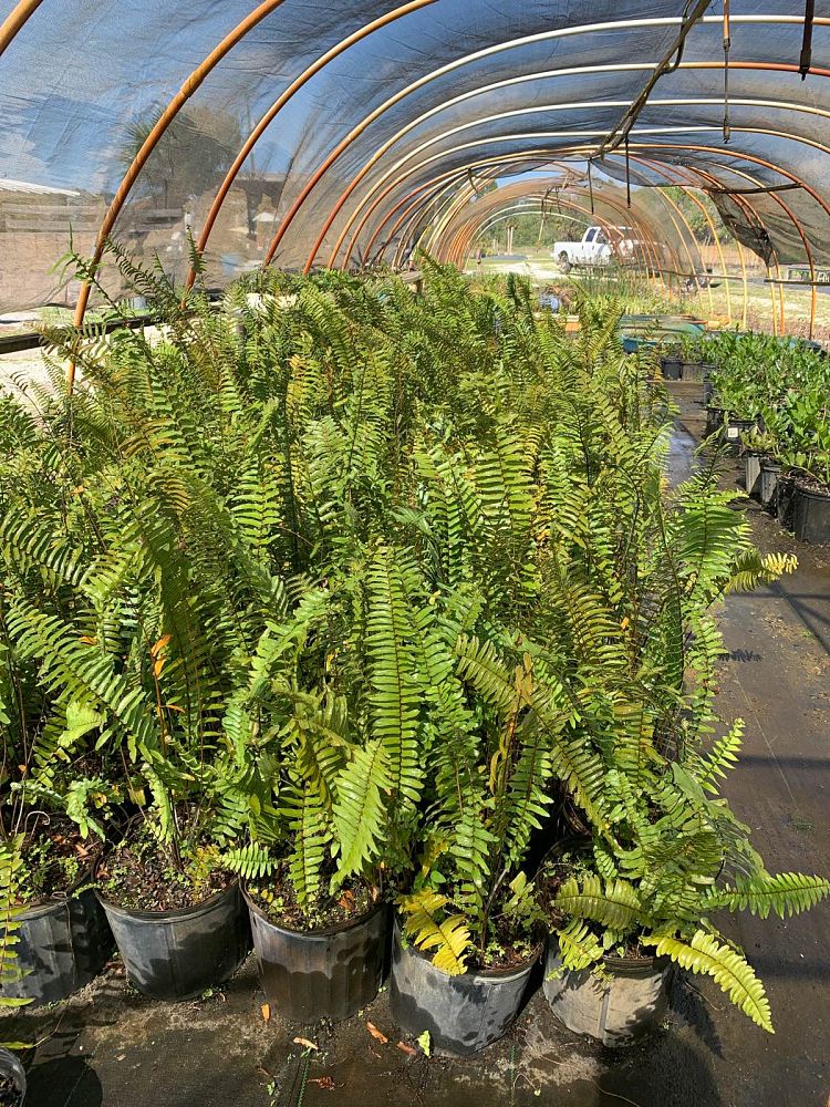 nephrolepis-biserrata-macho-giant-sword-fern-macho-fern
