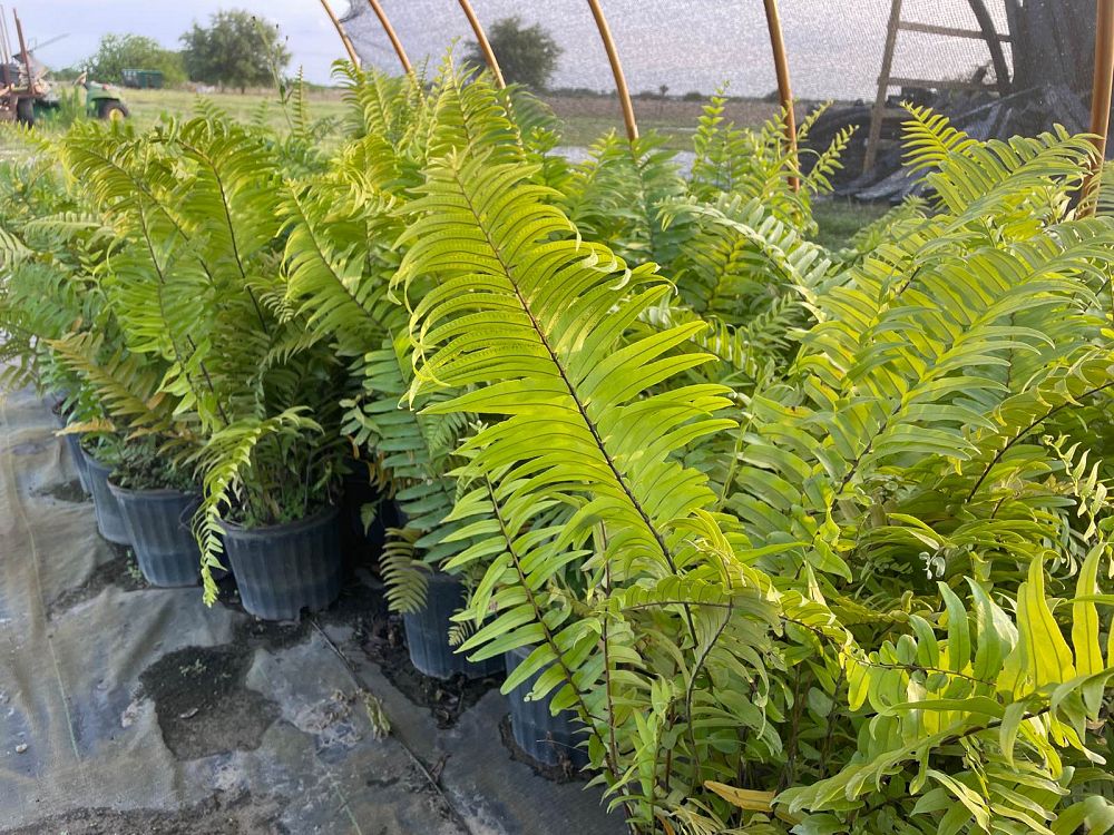 nephrolepis-biserrata-macho-giant-sword-fern-macho-fern