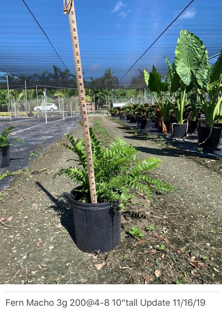 nephrolepis-biserrata-macho-giant-sword-fern-macho-fern