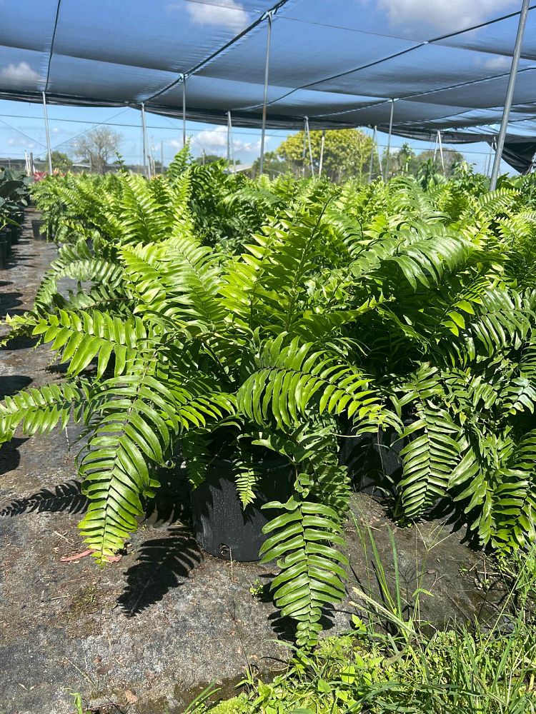 nephrolepis-biserrata-macho-giant-sword-fern-macho-fern