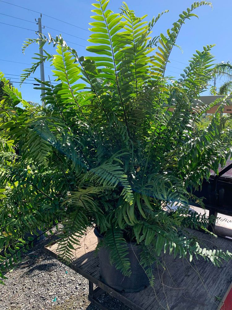 nephrolepis-biserrata-macho-giant-sword-fern-macho-fern