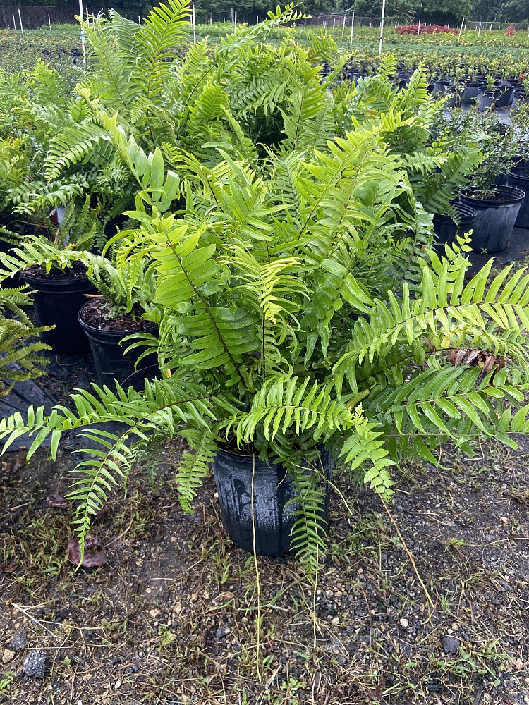 nephrolepis-biserrata-macho-giant-sword-fern-macho-fern