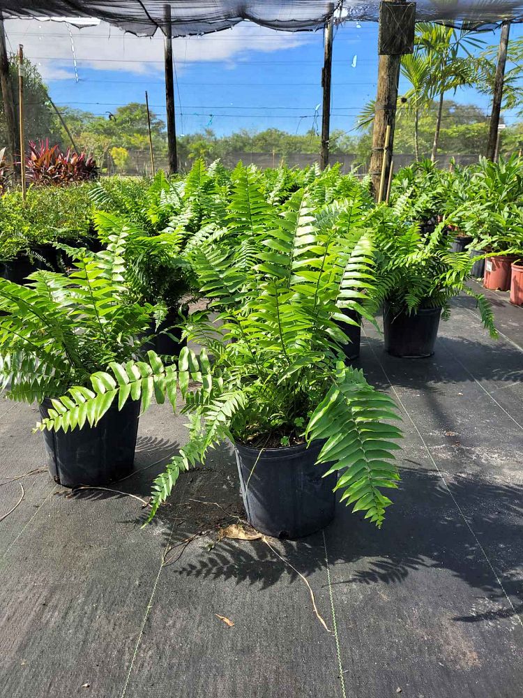 nephrolepis-biserrata-macho-giant-sword-fern-macho-fern