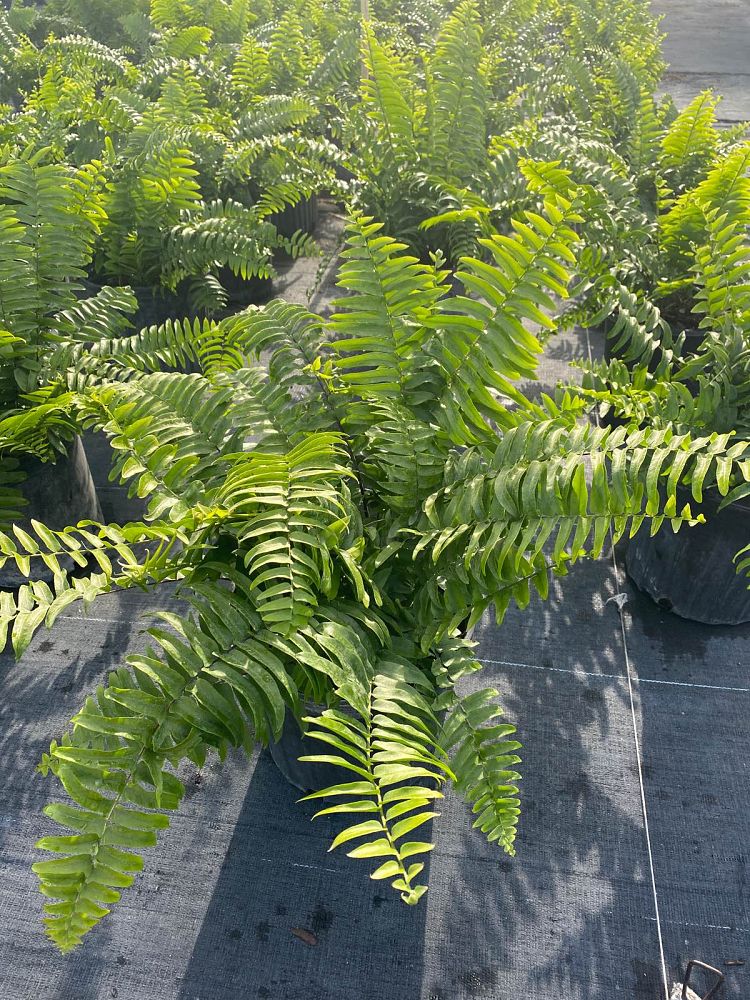 nephrolepis-biserrata-macho-giant-sword-fern-macho-fern