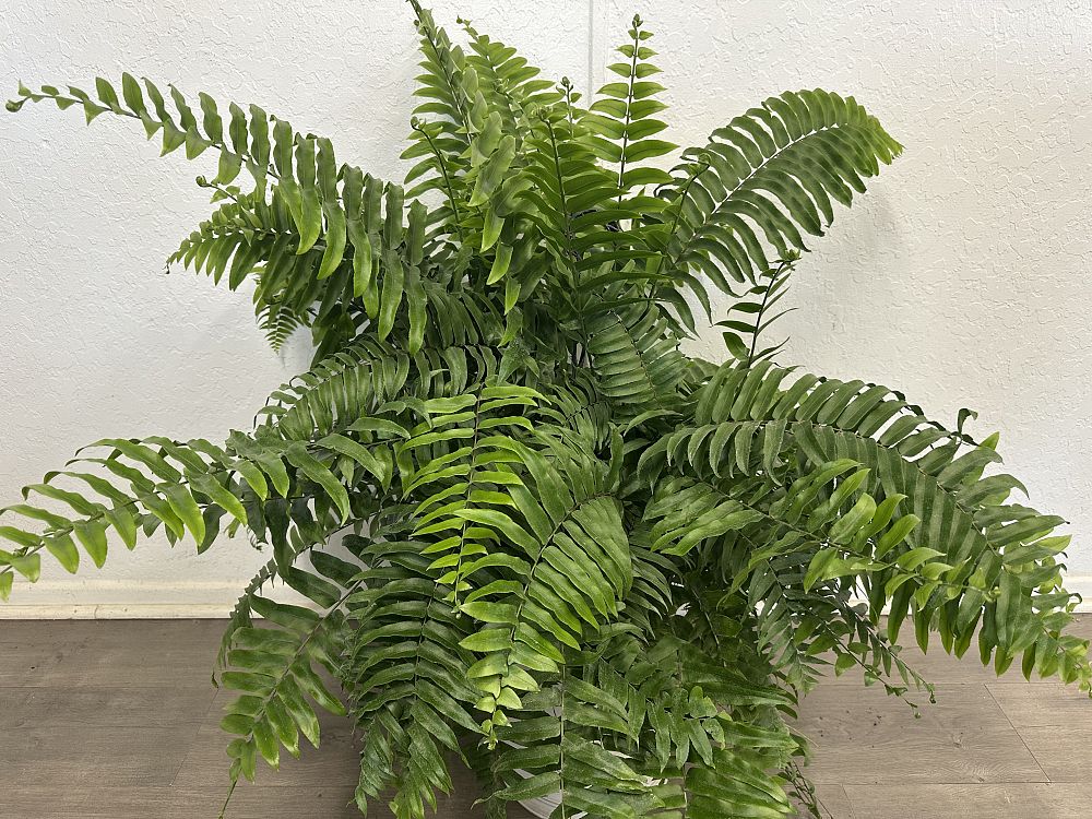 nephrolepis-biserrata-macho-giant-sword-fern-macho-fern